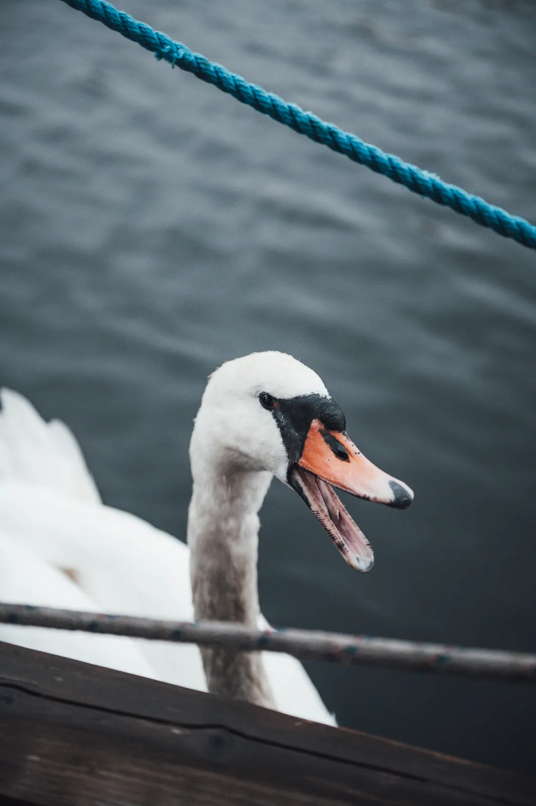 Schwan auf der ruhigen Trave direkt am Liegeplatz des AHOY Masal